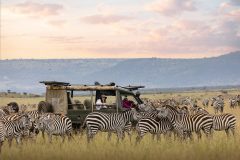 offbeat-mara-camp-game-drives