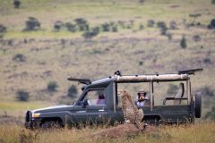 offbeat-mara-camp-game-drives1
