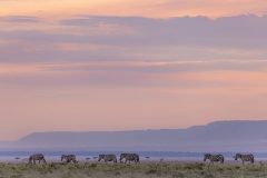 offbeat-mara-camp-wildlife