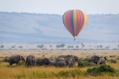 Offbeat-Ndoto-balloon