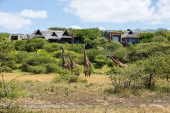 Great-Plains-ol-Donyo-Lodge-fron-of-suites-with-giraffe-1