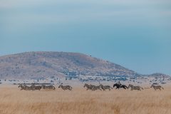 Great-Plains-ol-Donyo-Lodge-horse-safari