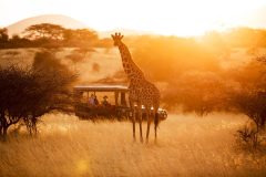 Great-Plains-ol-Donyo-Lodge-safari-ay-sunrise-with-giraffe