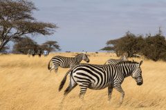 Great-Plains-ol-Donyo-Lodge-walking-safari