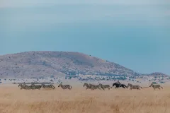 Great-Plains-ol-Donyo-Lodge-horse-safari