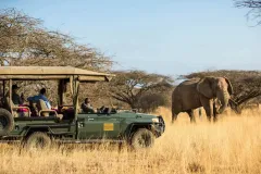 game drives