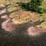 rift-valley-flamingoes-150x150
