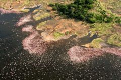 rift-valley-flamingoes-768x458