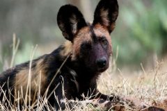 wild-dog-768x458