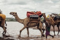 Ol-Malo-Camels