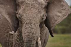 asilia-ol-pejeta-bush-elephant