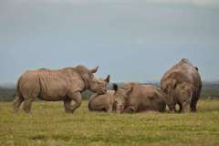 asilia-ol-pejeta-bush-rhinos