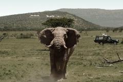 2_Safari_DSC8928