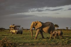 elephants-mara