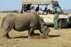 ol_pejeta-nwrs-thegem-gallery-fullwidth