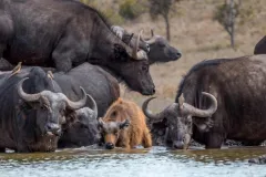porini-rhino-camp-buffalo-2-thegem-gallery-fullwidth