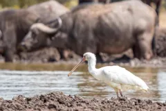 porini-rhino-camp-buffalo-3-thegem-gallery-fullwidth