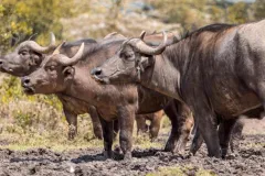 porini-rhino-camp-buffalo-thegem-gallery-fullwidth