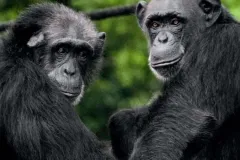 porini-rhino-camp-chimps-thegem-gallery-fullwidth