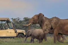 porini-rhino-camp-game-drive-elephants-thegem-gallery-fullwidth