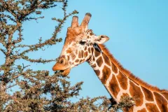 porini-rhino-camp-game-drive-giraffe-thegem-gallery-fullwidth