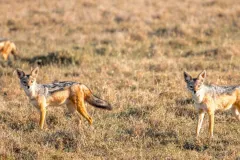 porini-rhino-camp-game-kayotes-thegem-gallery-fullwidth