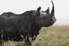porini-rhino-camp-large-rhino-3-thegem-gallery-fullwidth