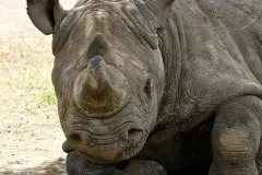 porini-rhino-camp-large-rhino-thegem-gallery-fullwidth