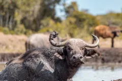 porini-rhino-camp-muddy-buffalo-thegem-gallery-fullwidth