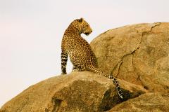 Leopard-Mara