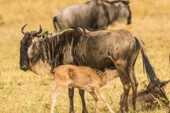 migration-in-serengeti