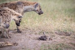 Salas-Camp-Hyenas-and-babies