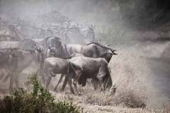 Salas-Camp-Wilderbeest