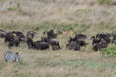 Salas-camp-Wildlife-Arial-Migration-Lioness