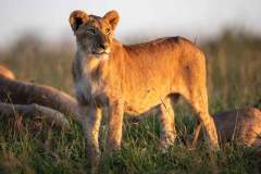 Salas_Gallery-Wildlife-Lion