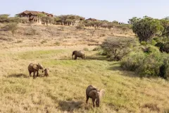Samburu-Simba-Lodge-elephants