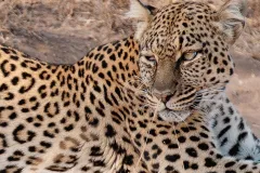 leopard-one-of-the-most-1