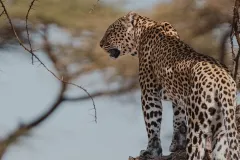leopard-one-of-the-most