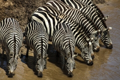 Kenya; Masai Mara; Sanctuary Olonana; Zebra