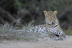 Sarara-Namunyak Conservancy Leopard