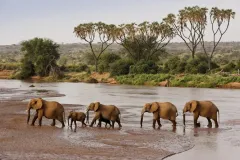 SararaWilderness_SNR_Stock_Elephant_web