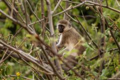 Sarara_Treehouses_Wildlife_01