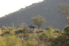 Game-watching-on-Horseback