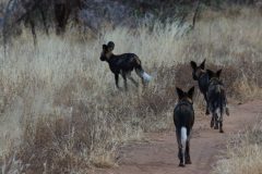 Wild-dogs-at-Sarara