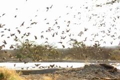 Sandgrouse-spectacular-18