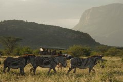 Game-drive-and-Grevys