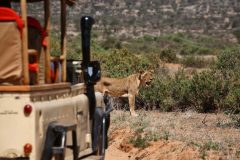 Game-drive-lioness