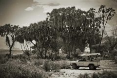 Game-drive-to-the-river