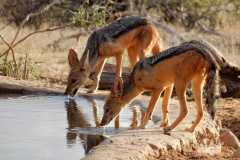 Jackals-at-the-waterhole