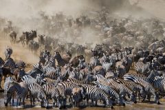 Basecamp-Adventure-Wildebeest-Migration